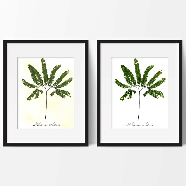 Pressed Botanical ART PRINT - Maidenhair Fern Herbarium Specimen REPRODUCTION