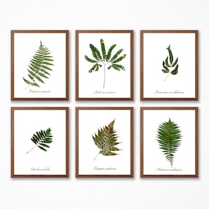 Fern Print Set - Set of 6 Fern Botanical Prints - Fern Home Decor, Green Wall Art - Herbarium Art