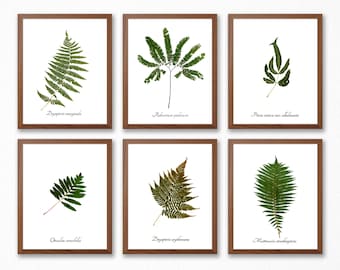 Juego de impresión de helechos - Conjunto de 6 impresiones botánicas de helechos - Decoración del hogar de helechos, Arte de pared verde - Arte de herbario