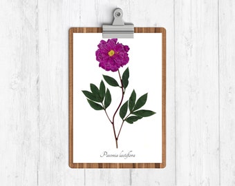 Peony Botanical Print - Reproduction Garden Peony Herbarium Art