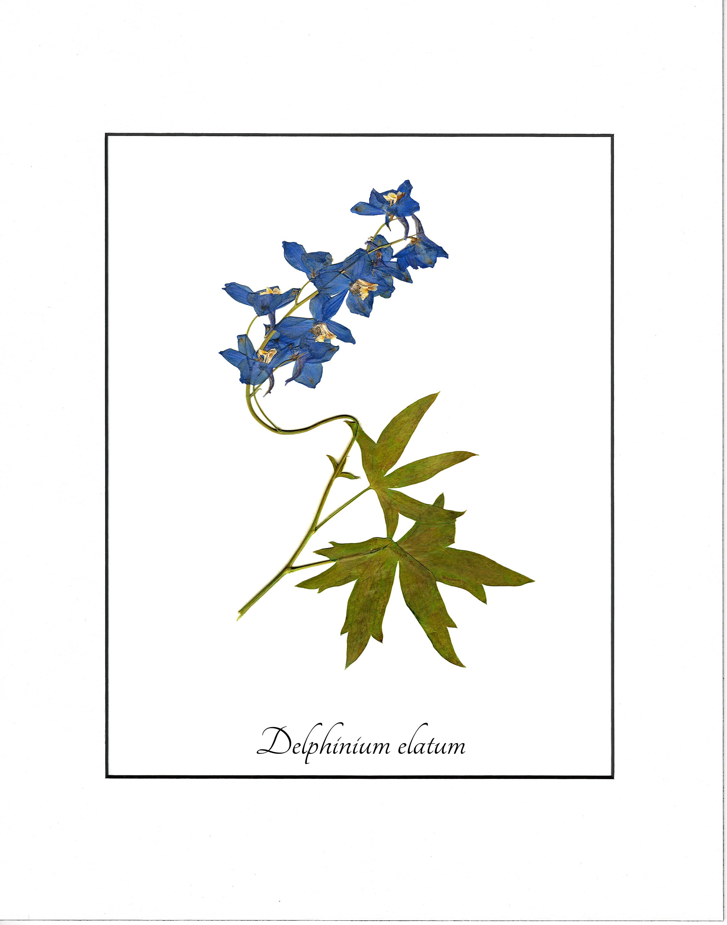 Candle Larkspur Botanical Art Print Etsy