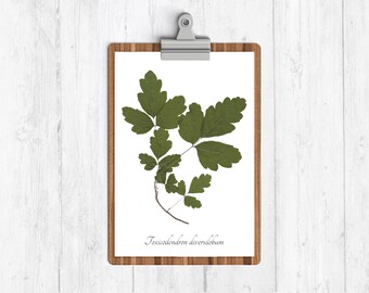 Poison Oak Botanical Art Print - Poison Garden Herbarium Print Reproduction