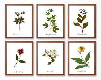 Wildflower Print Set  -  Set of 6 Flower Botanic Prints - Herbarium Botanical Art Prints - Flower Wall Art Home Decor