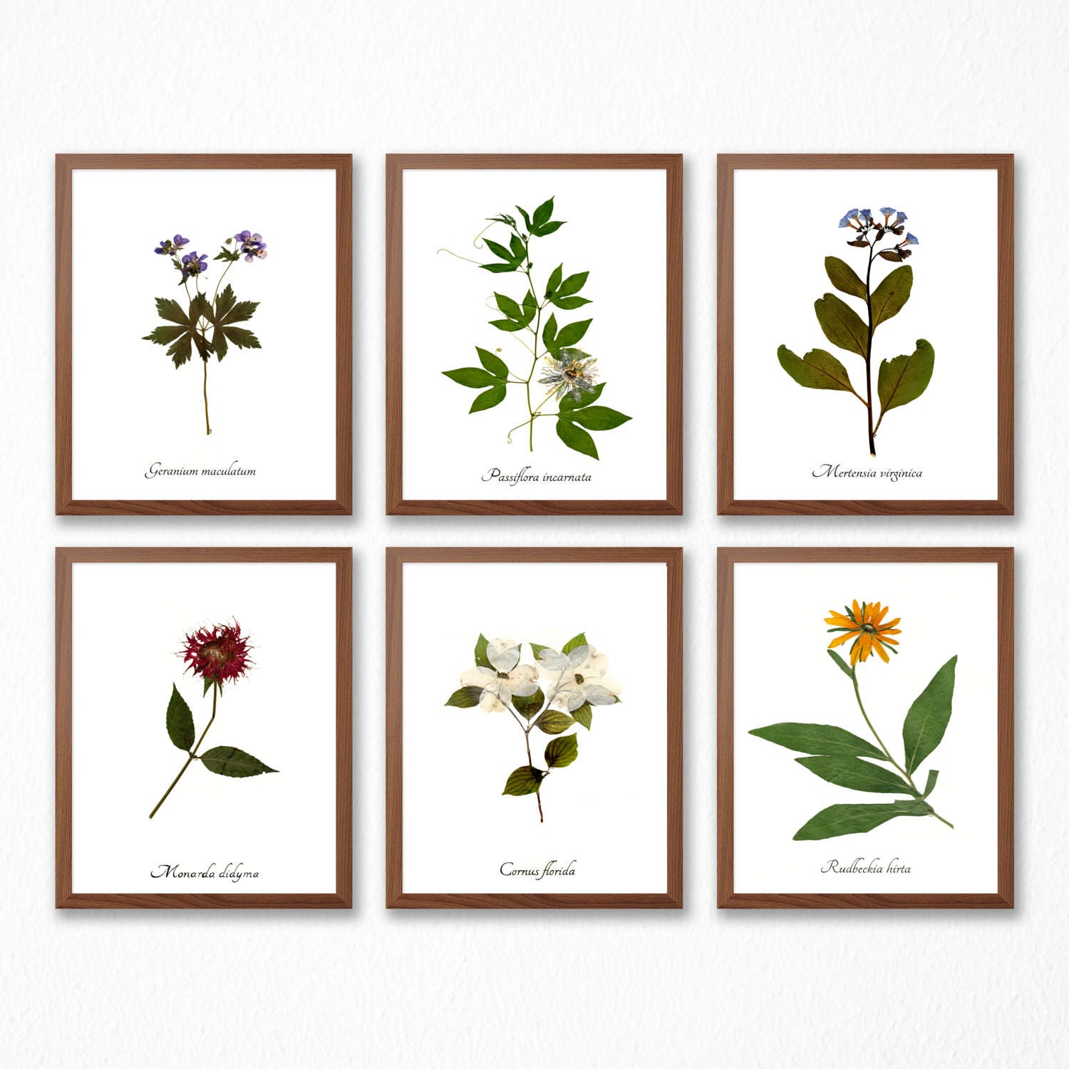 Wildflower Print Set - Set of 6 Flower Botanic Prints