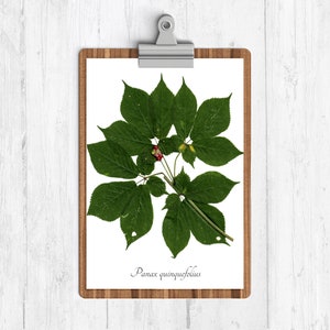 American Ginseng Botanical Art Print