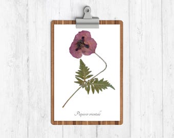 Oriental Poppy Botanical Art Print