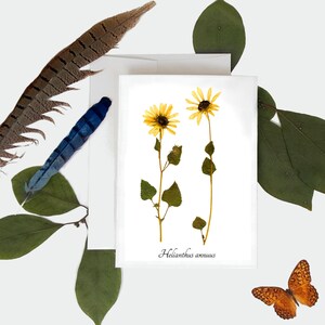 Carte botanique de tournesol - Carte de vœux d’impression de plantes pressées