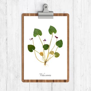 Può includere: Una stampa d'arte di fiori pressati con un delicato fiore di viola viola con foglie verdi su uno sfondo bianco. La stampa è incorniciata in una clipboard di legno con una clip di metallo. Il testo "Viola sororia" è stampato sotto il fiore.