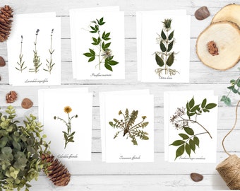 Medicinal Herbs Greeting Card Pack - Size A7 Blank Greeting Cards