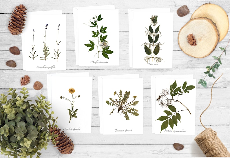 Medicinal Herbs Greeting Card Pack Size A7 Blank Greeting Etsy