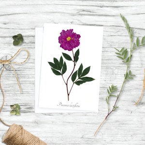 Carte botanique de pivoine de jardin - Impression botanique - Vierge à l’intérieur
