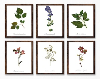 The Poison Plants Botanical Print Collection - Vintage Style Poison Garden Art Prints