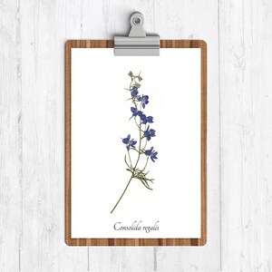 May include: A white sheet of paper with a pressed blue flower and the text "Consolida regalis" on a wooden clipboard.