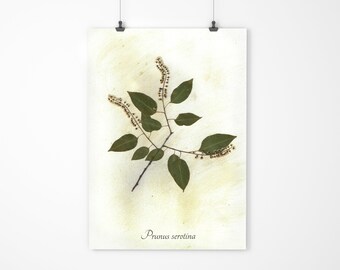 Black Cherry Herbarium Specimen - Real Pressed Botanical - Pressed Leaf Art