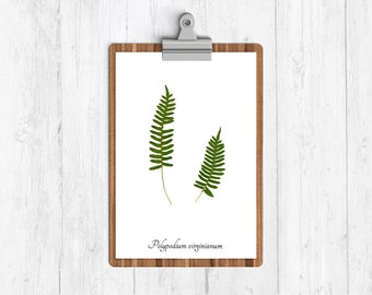 Rock Cap Fern Botanical Print - Real Fern Herbarium Reproduction Print - Botanical Wall Art Print - Home Decor