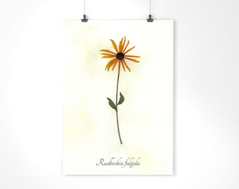 Black Eyed Susan Herbarium Specimen - Real Pressed Botanical - Pressed Flower Art