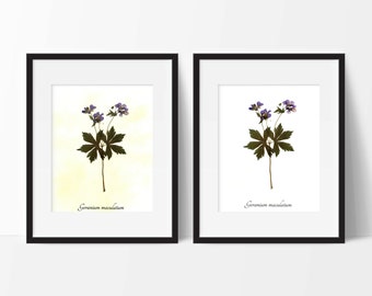 Wild Geranium Botanical PRINT - Herbarium Reproduction Art