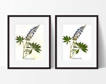 Wild Lupine Botanical Print - Pressed Flower Print - Botanical Wall Art - Home Decor