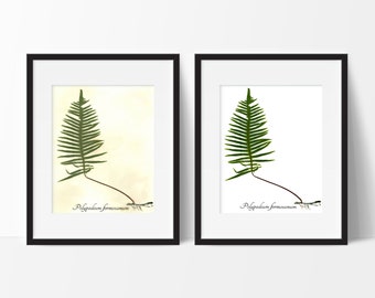 Grub Fern Pressed Botanical Print- Impresión de arte de helecho prensado - Herbarium Fern Wall Art Decor