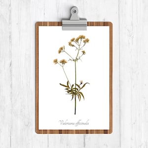 Valerian Medicinal Herb Print - Botanical Home Decor - Botanical Print - Nature Art Print