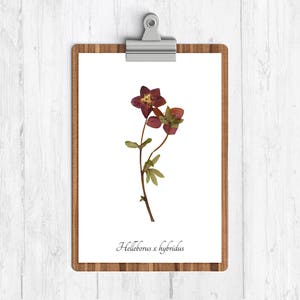 May include: A pressed flower print on a clipboard with a white background. The print features a dried Helleborus x hybridus flower with burgundy petals and green leaves. The text "Helleborus x hybridus" is printed below the flower.