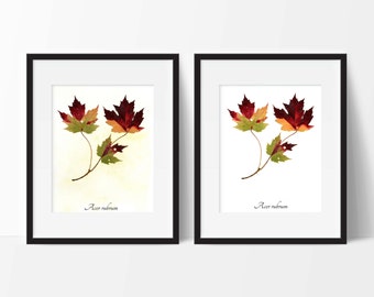 Red Maple Fall Leaves Botanic Print - Autumn Leaves Botanical Print