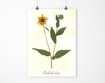 Black Eyed Susan Herbarium Specimen