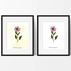 Purple Coneflower Botanical Print - Reproduction Herbarium Art - Botanical Art - Herbal Art - Medicinal Herb