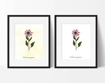 Purple Coneflower Botanical Print - Reproduction Herbarium Art - Botanical Art - Herbal Art - Medicinal Herb