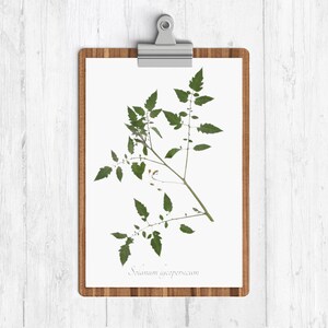 Tomato Botanical Art Print - Kitchen Collection