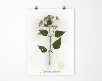 White Snakeroot Herbarium Specimen - Real Pressed Botanical - Pressed Flower Art