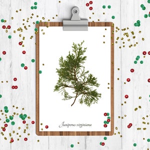 Red Cedar Botanical Print - Evergreen Tree Home Decor - Christmas Decor - Pressed Tree Art