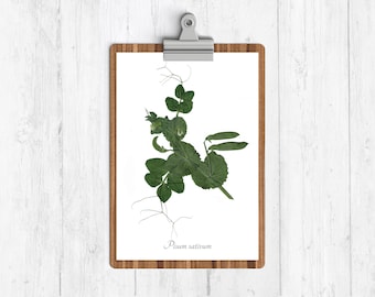 Garden Pea Botanical Art Print - Kitchen Collection