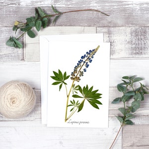 Purple Lupine Botanical Greeting Card - Blank Greeting Card - A7