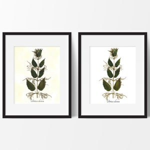 Stinging Nettle Botanical Print - Reproduction Herbarium Art - Botanical Art - Garden Wall Art - Medicinal Herbs - Herbal Art Print