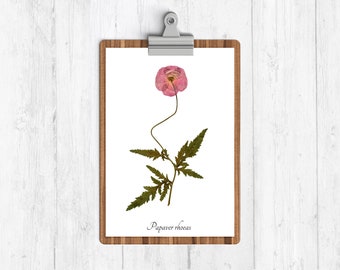 Common Poppy Botanical Art Print