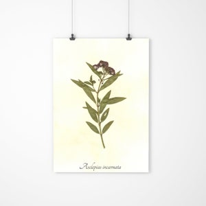 Seifenwort Herbarium Exemplar Echte Gepresste Pflanze Kunst Etsy