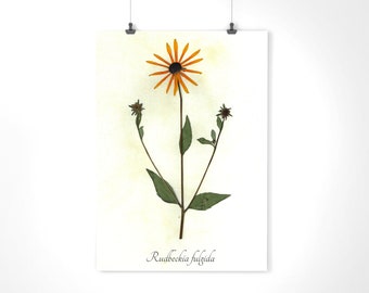 Orange Coneflower Herbarium Specimen - Real Pressed Botanical - Pressed Flower Art