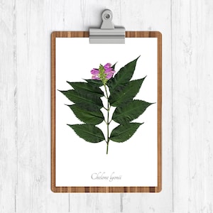 May include: A pressed flower specimen of Chelone lyonii, also known as turtlehead, on a white background. The flower is pink and the leaves are green. The specimen is mounted on a clipboard with a wooden frame.