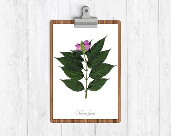 Pink Turtlehead Botanical Art Print