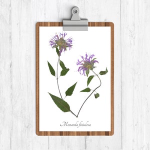 Wild Bergamot Botanical Print - Reproduction Native Plant Art