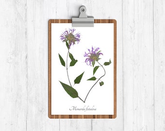 Wild Bergamot Botanical Print - Reproduction Native Plant Art