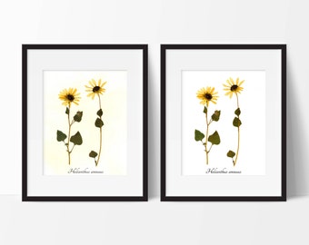 Sunflower Botanical Print - Reproduction Herbarium Art - Botanical Art