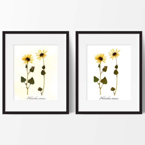 Sunflower Botanical Print - Reproduction Herbarium Art - Botanical Art