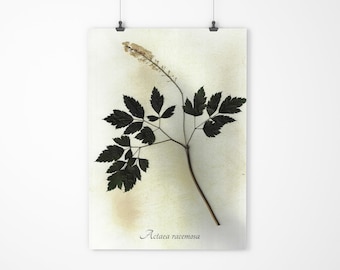 Black Cohosh Herbarium Specimen - Real Pressed Botanical - Pressed Flower Art