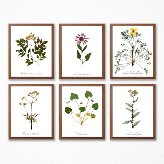 Medicinal Herb Print Collection - Botanical Print Set of 6 - Herbal Medicine Wall Art Print Decor