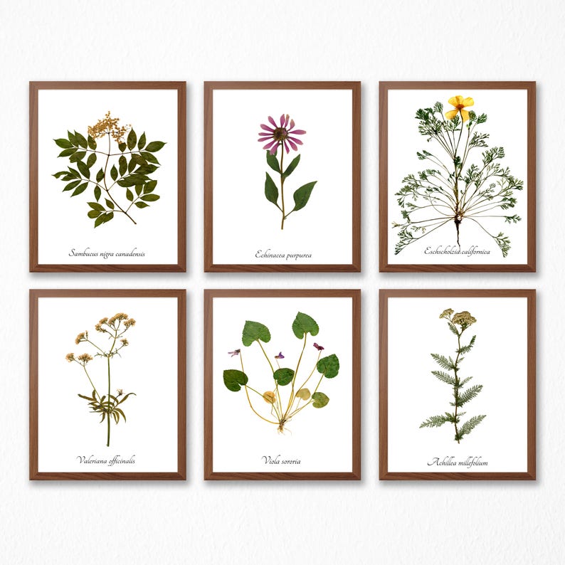May include: Six framed botanical prints featuring pressed flowers and leaves. The prints are arranged in two rows of three. The top row features elderflower, purple coneflower, and California poppy. The bottom row features valerian, violet, and yarrow.
