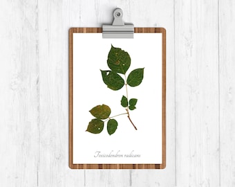 Poison Ivy Botanical Art Print - Poison Garden Herbarium Print - Natural History Home Decor