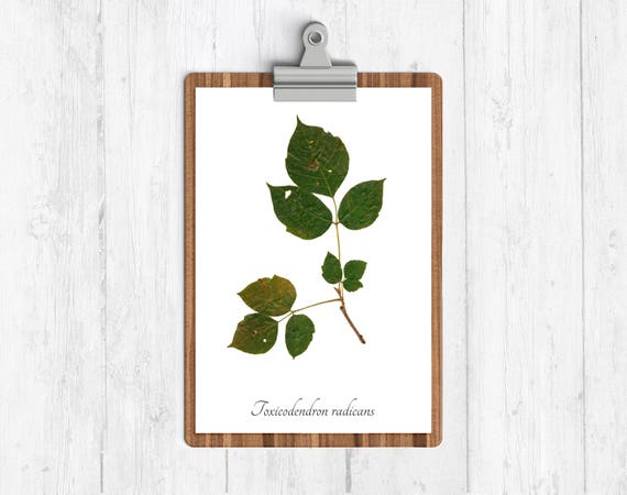Gift Efeu Botanischer Kunstdruck - Gift Garten Herbarium Print -  Naturgeschichte Home Decor - Etsy.de