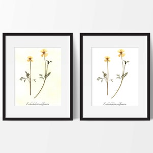 California Poppy PRINT- Pressed Botanical Art